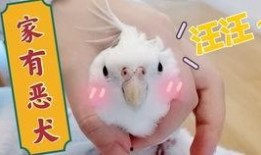 鸟可以吃哈密瓜嘛,哈密瓜在鸟类饮食中的地位