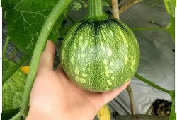 小禾吃瓜后续,揭秘娱乐圈背后的秘密与真相