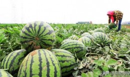 吃小瓜会苦,吃小瓜为何会苦，营养与口感的双重挑战