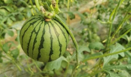 红衣服跳舞吃瓜,一场别开生面的舞蹈盛宴