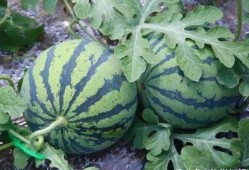 吃瓜的生长,吃瓜生长的奇妙之旅