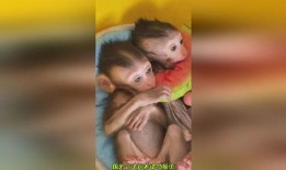 动物园小猴吃瓜