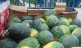 小麦吃瓜,探寻小麦吃瓜的奥秘