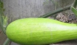 怎样吃砍瓜,探索美味与健康的完美融合