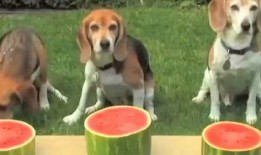 小狗吃的瓜,宠物美食日记