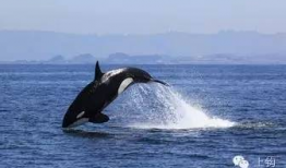 鲸吃瓜爱吃瓜,揭秘鲸类为何偏爱吃瓜之谜