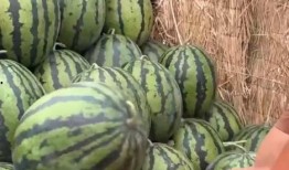 上海教师吃瓜链接,揭秘背后真相与网络舆论风暴