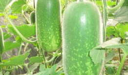 黎明吃瓜照片大全