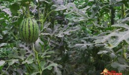 吃瓜源头.中国,中国网络舆论场中的热点追踪与真相探寻