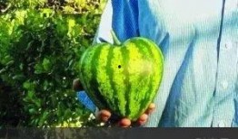 吃瓜心型,揭秘娱乐圈背后的真实故事