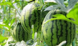 吃瓜的我全集,揭秘娱乐圈背后的真相与秘密