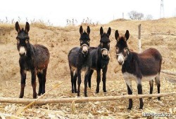 吃瓜少年张小驴,揭秘娱乐圈背后的那些事儿