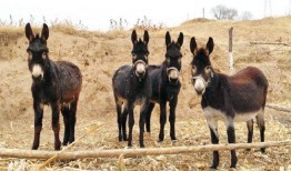 吃瓜少年张小驴,揭秘娱乐圈背后的那些事儿
