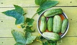 天天吃瓜官方,网络热词背后的文化现象