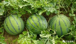 乾隆吃瓜的方法,宫廷吃瓜艺术揭秘