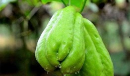 佛手瓜根吃,探寻古老食材的新食尚