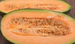 鸟可以吃哈密瓜嘛,哈密瓜在鸟类饮食中的地位