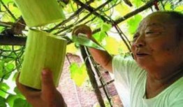 怎样吃砍瓜,探索美味与健康的完美融合