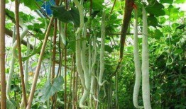 蛇瓜蔬菜怎么吃,探索美味与营养的完美结合