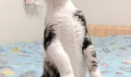 带你吃瓜补全猫咪