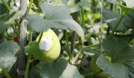 春雪吃瓜,一场别开生面的吃瓜盛宴