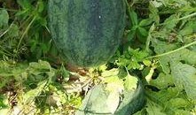 新塘吃瓜活动,一场别开生面的吃瓜盛宴