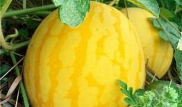 吃瓜上市短剧,揭秘娱乐圈背后的短剧风云