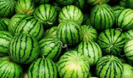 曹总吃金银瓜,舌尖上的奢华之旅