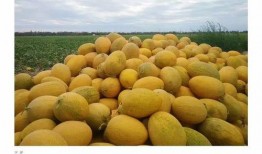 吃瓜哈密的瓜