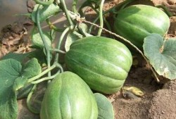 吃高瓜注意什么,健康饮食的贴心指南