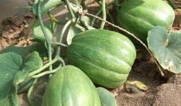 吃高瓜注意什么,健康饮食的贴心指南