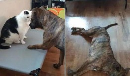 吃瓜头像狗狗图片,萌态十足，带你领略宠物界的欢乐时光