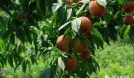 桃之夭夭 吃瓜,揭秘娱乐圈幕后故事