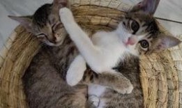 小猫吃瓜怎么画,趣味盎然的瞬间捕捉