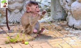 猴子吃小瓜图片,猴子欢乐吃小瓜瞬间捕捉