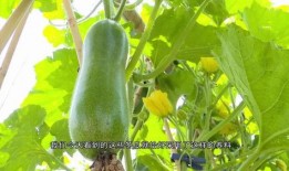 亮瓜吃瓜,揭秘瓜类美食的缤纷世界