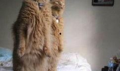 带你吃瓜补全猫咪