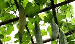 孕妇吃老鼠瓜,营养与安全探讨