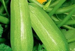 痛风茭瓜可以吃吗