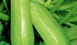 痛风茭瓜可以吃吗