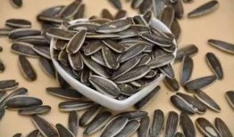 吃瓜的小瓜子,揭秘吃瓜小瓜子的魅力与故事