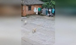 吃瓜汪汪队,吃瓜汪汪的欢乐冒险之旅