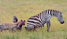 斑马代驾吃瓜,揭秘代驾行业背后的真相