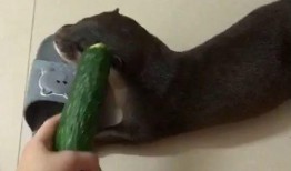 吃瓜是坐着吃的句子,揭秘“吃瓜”背后的文化内涵