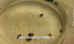 吃瓜不吐籽籽,揭秘瓜果种植与食用之道