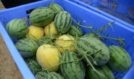 吃瓜群免费观看,吃瓜群带你领略影视盛宴