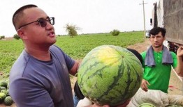 阿鲲吃瓜,揭秘娱乐圈的甜蜜与苦涩