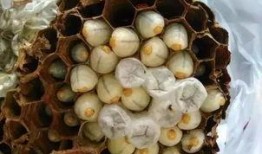 桑植吃瓜贴吧,揭秘当地热点事件背后的故事