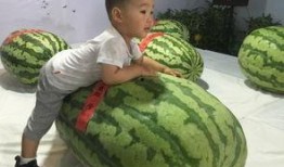 吃瓜最新事件东城,揭秘最新吃瓜事件背后的真相