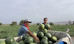 三道沟吃瓜,夏日消暑美食之旅